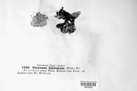 Stereum hirsutum image